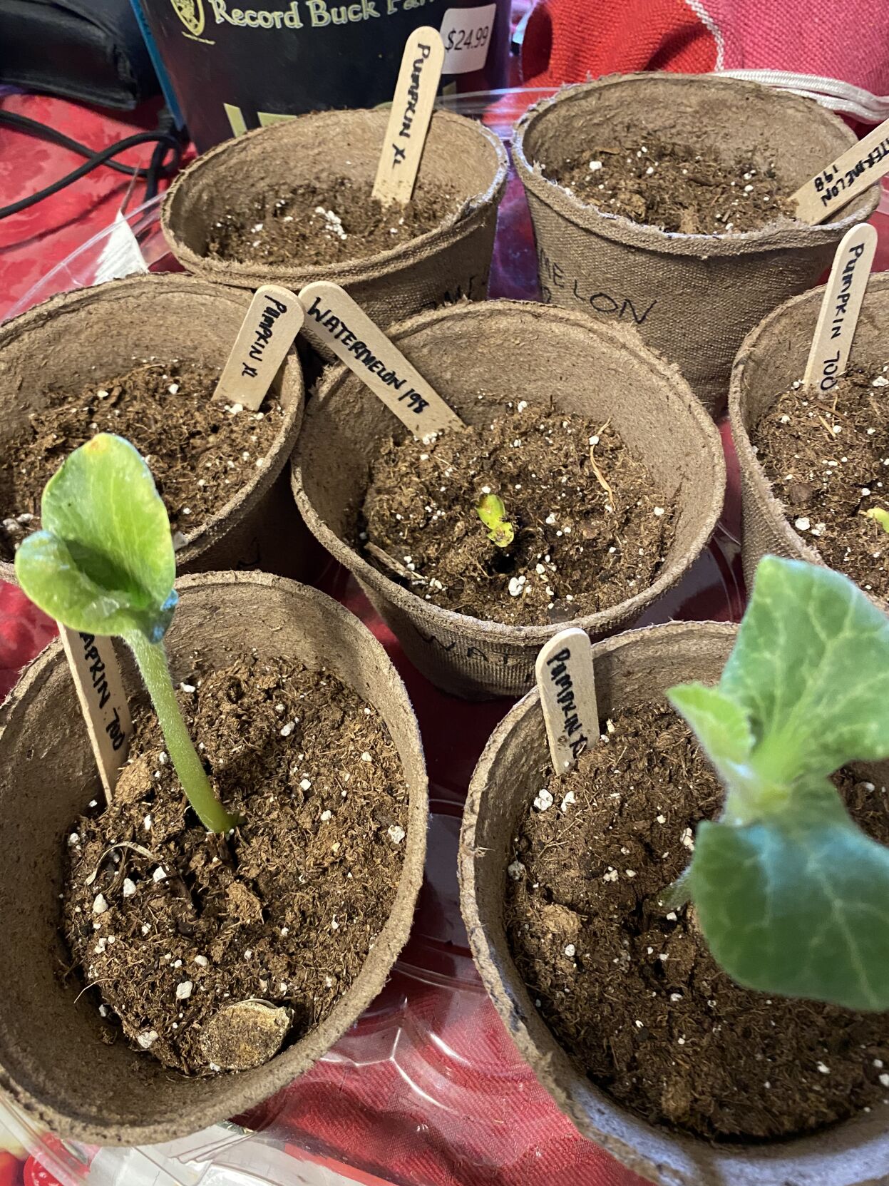 Stevison plants 2